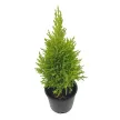 Кипарисовик туевидный Топ Поинт d12 см