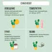 Суккулент микс d5-7 см h8-10 см