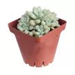 Суккулент микс d5-7 см h8-10 см