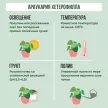 Араукария Хетерофилла d19 см h65 см