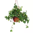 Пеперомия Глабелла подвес d17 см