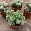 Маммилярия Грацилис d5 см