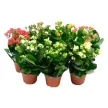 Каланхое микс d12 см h25 см