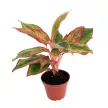 Аглаонема Сиам Аврора d9 см