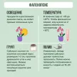 Фаленопсис микс 1 стрела d12 см