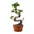 Фикус микрокарпа Гинсенг d22 см h50 см