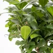 Фикус микрокарпа Гинсенг d22 см h50 см