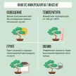 Фикус микрокарпа Гинсенг d22 см h50 см