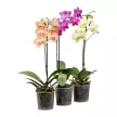 Фаленопсис 1 ветка микс d12 см h40-45 см