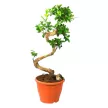 Фикус микрокарпа Гинсенг d31 см h90 см