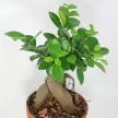 Фикус микрокарпа Гинсенг d31 см h90 см