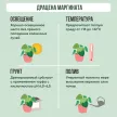 Драцена маргината Вертакт d21 см h90 см