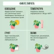 Фикус Лирата 3 ствола d27 см h80 см