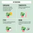Аглаонема Сапфир d14/15 см h30/35 см