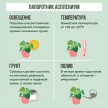 Асплениум Парвати в белом кашпо d14 см h30 см
