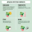 Драцена фрагранс Компакта d 14 см h 30 см