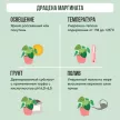 Драцена Маргината d11 см