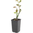 Роза парковая микс d13 см h40/60 см