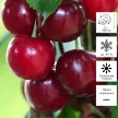 Вишня Владимирская (в пакете)
