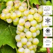 Виноград культурный Белый Ранний (в тубе)