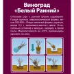 Виноград культурный Белый Ранний (в тубе)