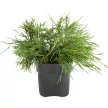Кипарисовик горохоплодный Филифера Нана d17 см h20/25 см
