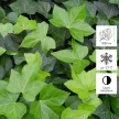 Плющ обыкновенный d9 см h20/40 см