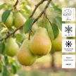 Груша Дюшес летний d17-25 см h50-100 см