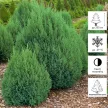 Можжевельник китайский Стрикта d9 см h15/20 см