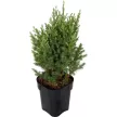 Можжевельник китайский Стрикта d9 см h15/20 см
