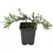 Можжевельник средний Минт Джулеп d9 см h10/15 см