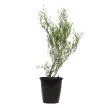 Ива пурпурная Нана d17/19 см h40/60 см