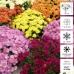 Хризантема мультифлора d23 см