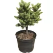 Псевдотсуга Мензиса d17/19 см h40/60 см