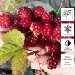 Княженика Аура d17 см h20 см