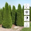 Туя западная Брабант d13 см h50 см