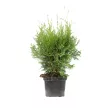 Туя западная Брабант d13 см h50 см