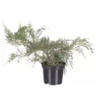 Можжевельник Пфитцериана Глаука d17/19 см h40/60 см