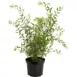 Спирея серая Грейфшейм d17/19 см h60/80 см
