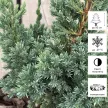 Можжевельник чешуйчатый Блю Компакт d17 см