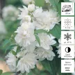 Чубушник Фрости Мон d17/19 см h40/60 см