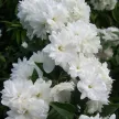 Чубушник Фрости Мон d17/19 см h40/60 см