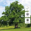 Дуб черешчатый d19 см h30/40 см