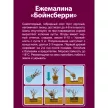 Ежемалина Бойнсберри (в тубе)