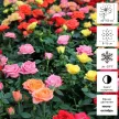 Роза чайно-гибридная микс d17/19 см