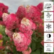 Гортензия метельчатая Самарская Лидия d9 см