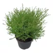 Туя западная Мистер Боулинг Болл d19 см h15-20 см