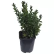 Буксус (Самшит) куст d11 см h40 см