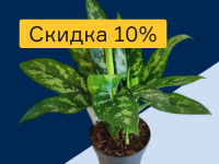 Распродажа комнатных растений. Скидка 10%