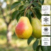 Груша Любимица Клаппа d17-25 см h50-90 см
